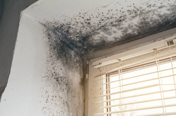 Trusted Mold Inspection service in Wilmington, NC - Cheap Mold Removal