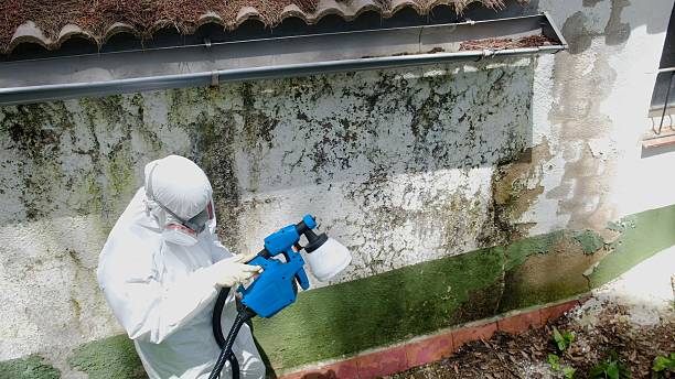 Trusted Mold Testing service in Wilmington, NC - Cheap Mold Removal